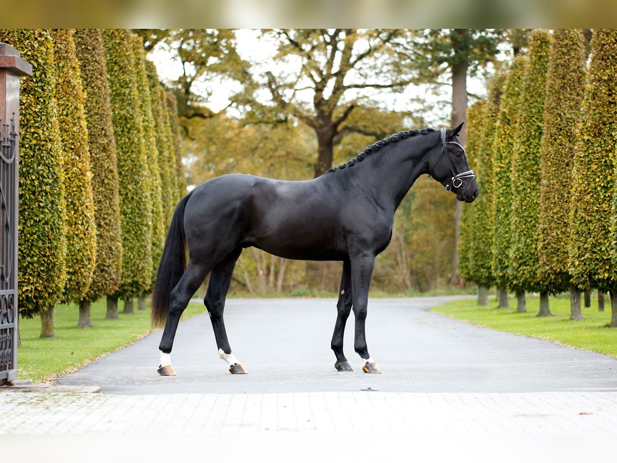 Hanoverian Stallion 2 years 16,1 hh Black in Westerkappeln