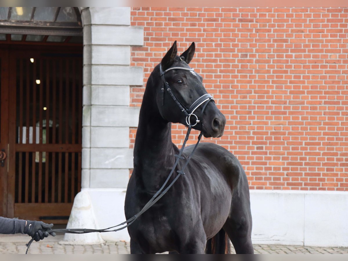Hanoverian Stallion 2 years 16,1 hh Black in Celle