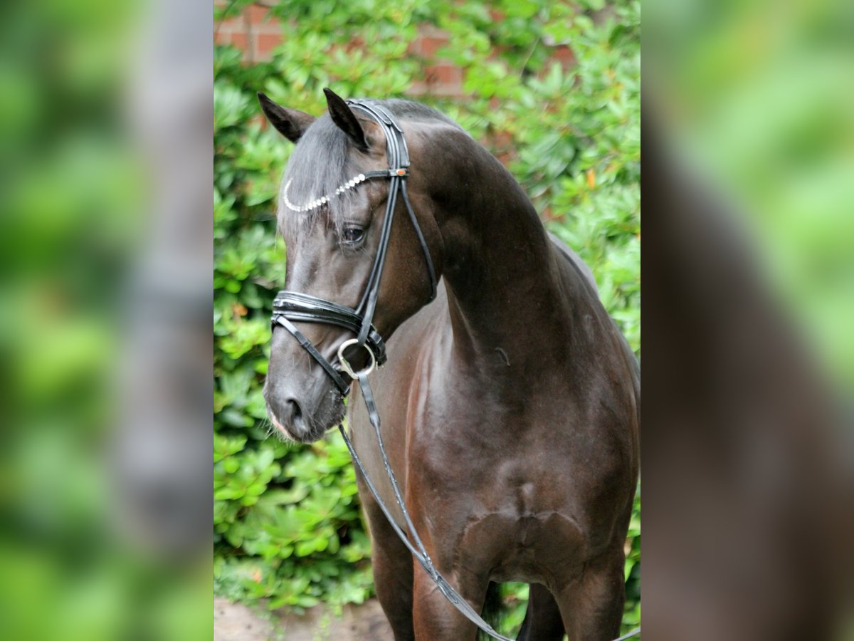 Hanoverian Stallion 2 years 16,1 hh Black in Kutenholz