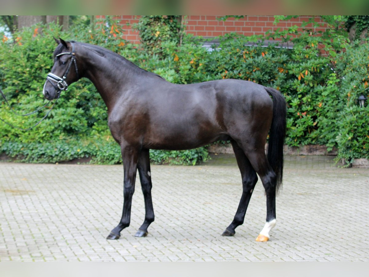 Hanoverian Stallion 2 years 16,1 hh Black in Kutenholz