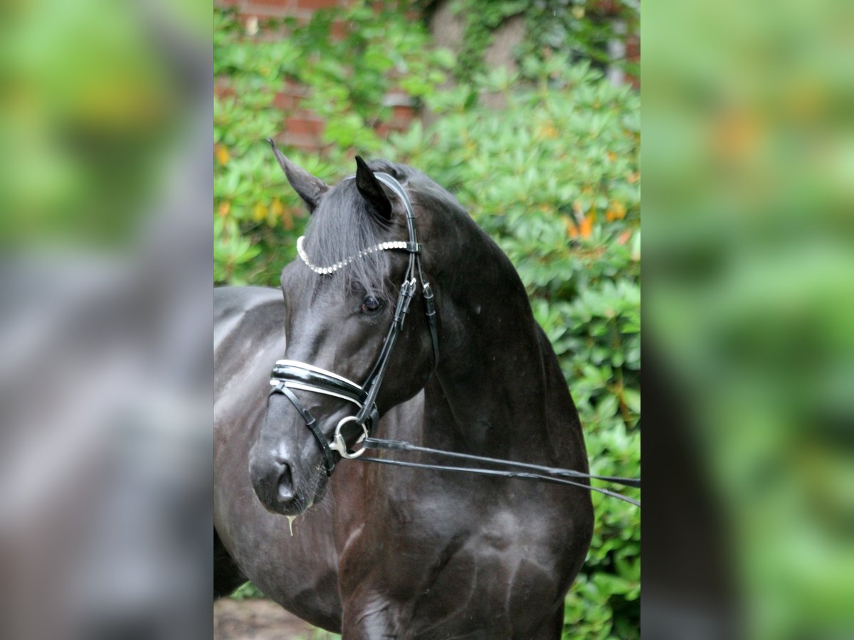Hanoverian Stallion 2 years 16,1 hh Black in Kutenholz