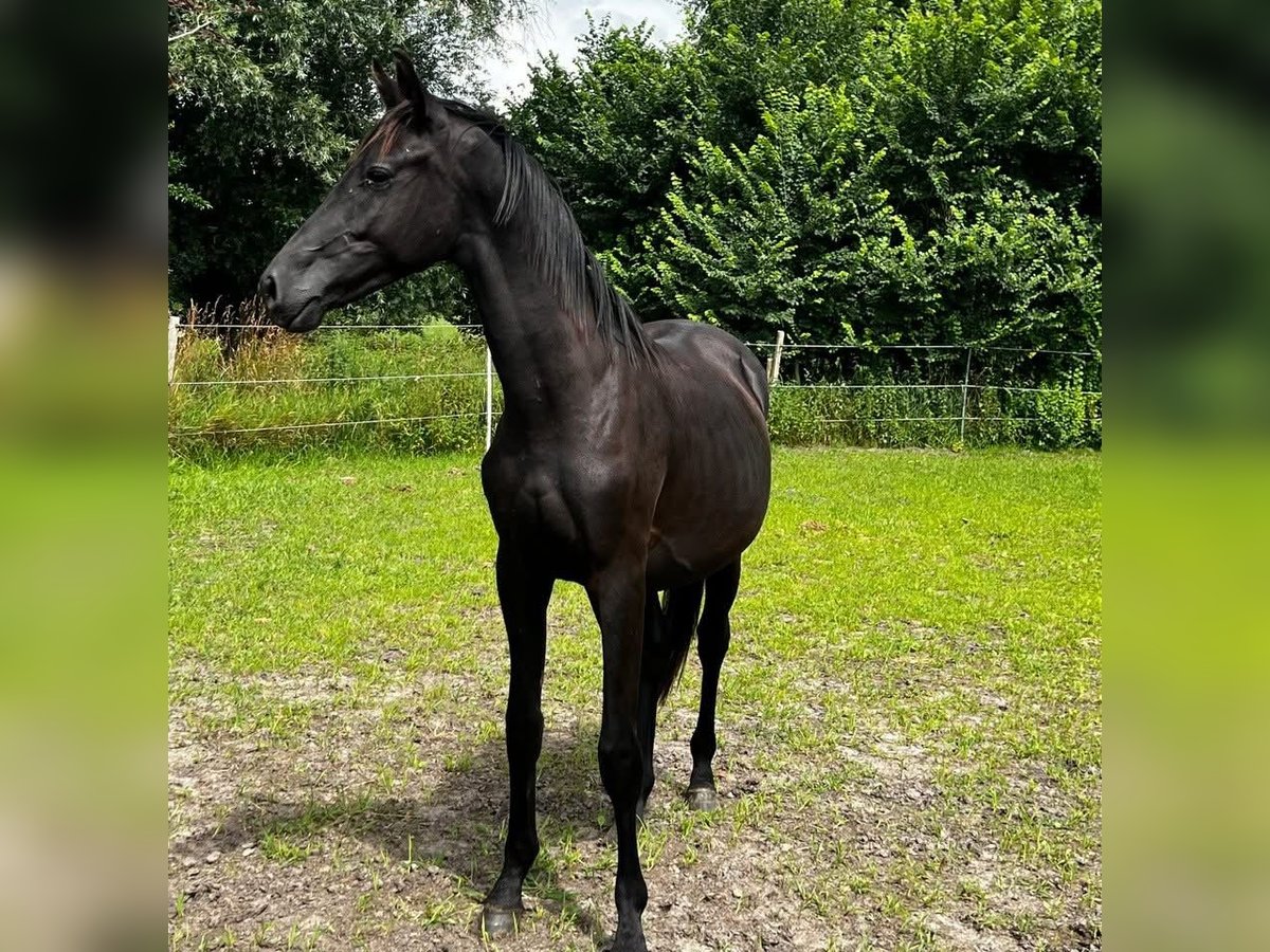 Hanoverian Stallion 2 years 16,1 hh Black in Gro&#xDF;heide Berumerfehn