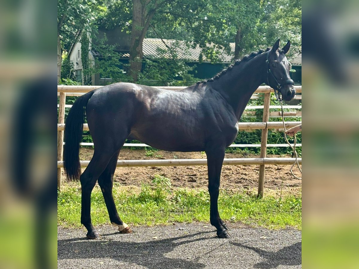 Hanoverian Stallion 2 years 16,1 hh Black in K&#xF6;lln Reisiek
