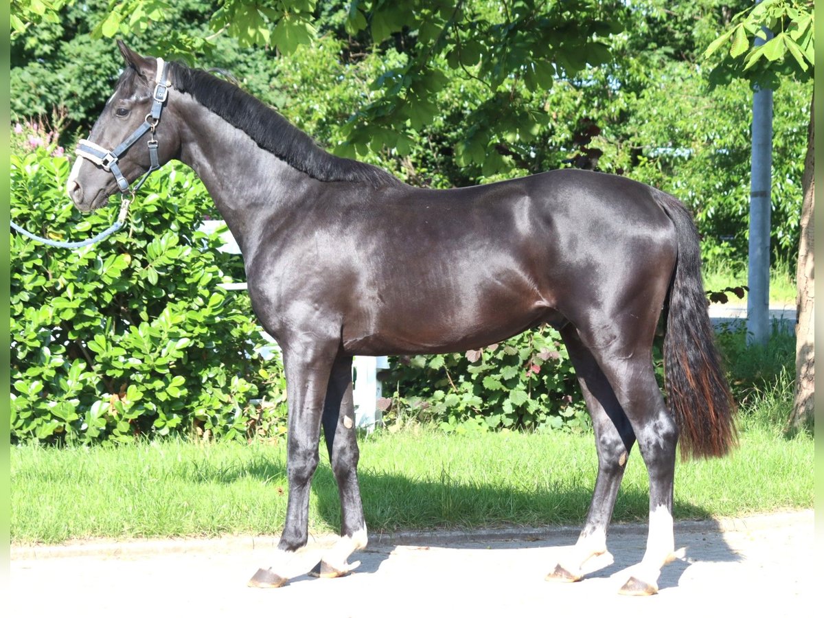 Hanoverian Stallion 2 years 16,1 hh Black in Selsingen