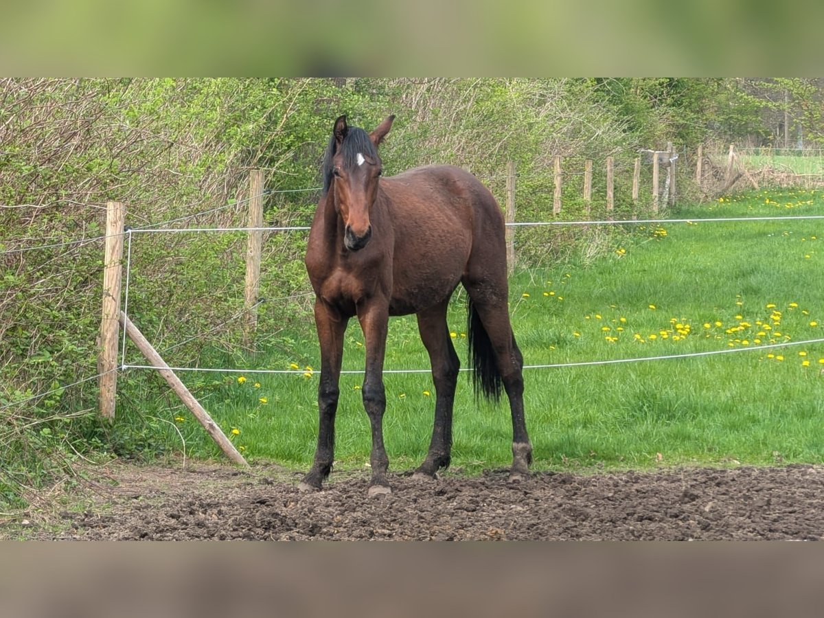 Hanoverian Stallion 2 years 16,1 hh Brown in Vi&#xF6;l