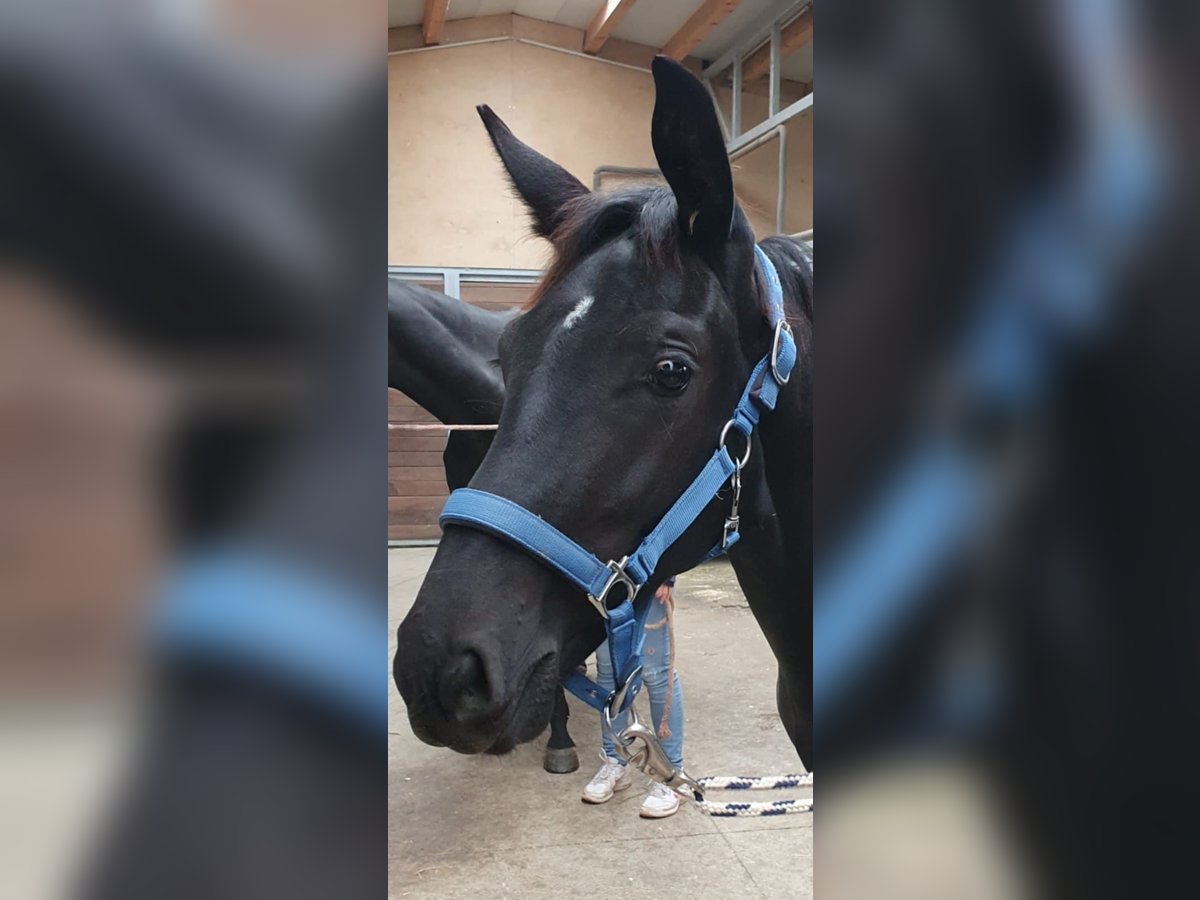 Hanoverian Stallion 2 years 16,2 hh Black in Saarburg