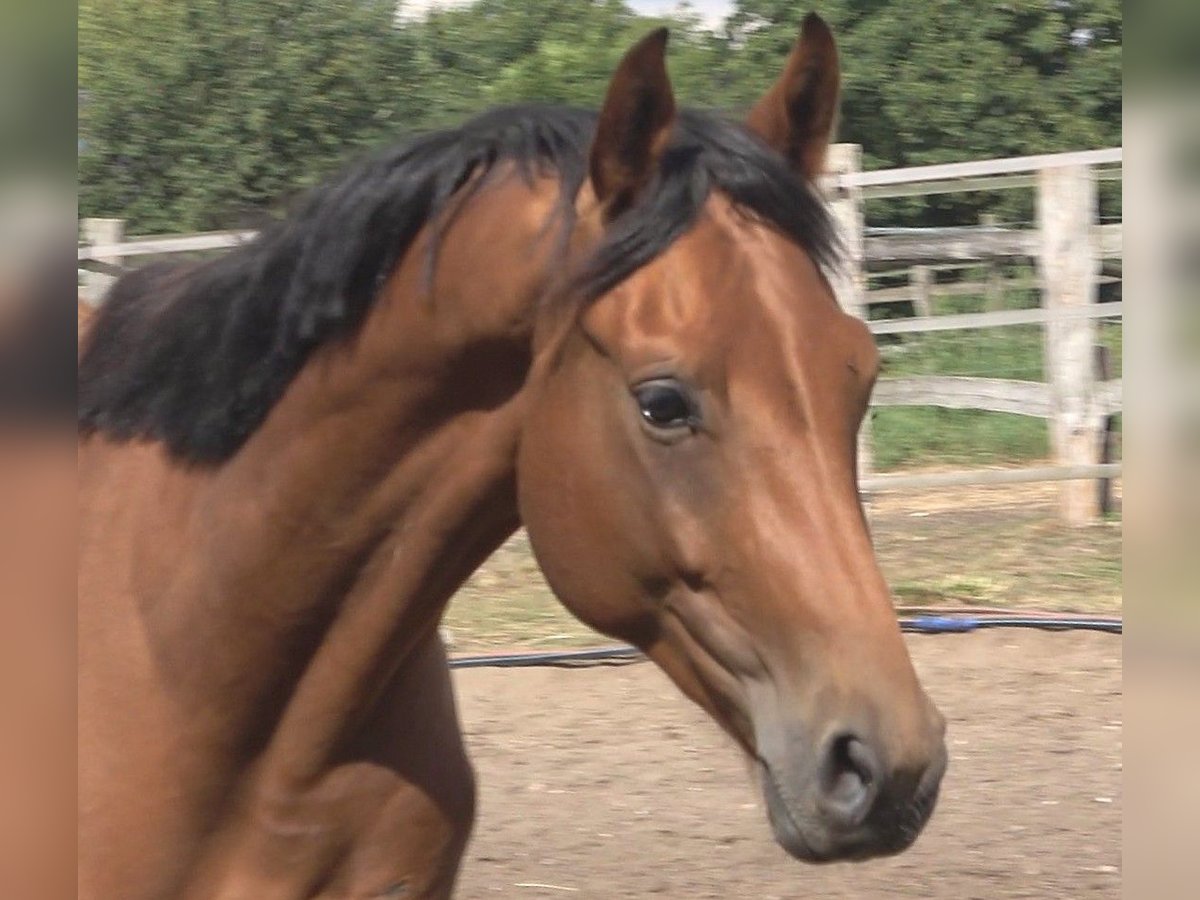 Hanoverian Stallion 2 years 16,2 hh Brown in L&#xFC;beck