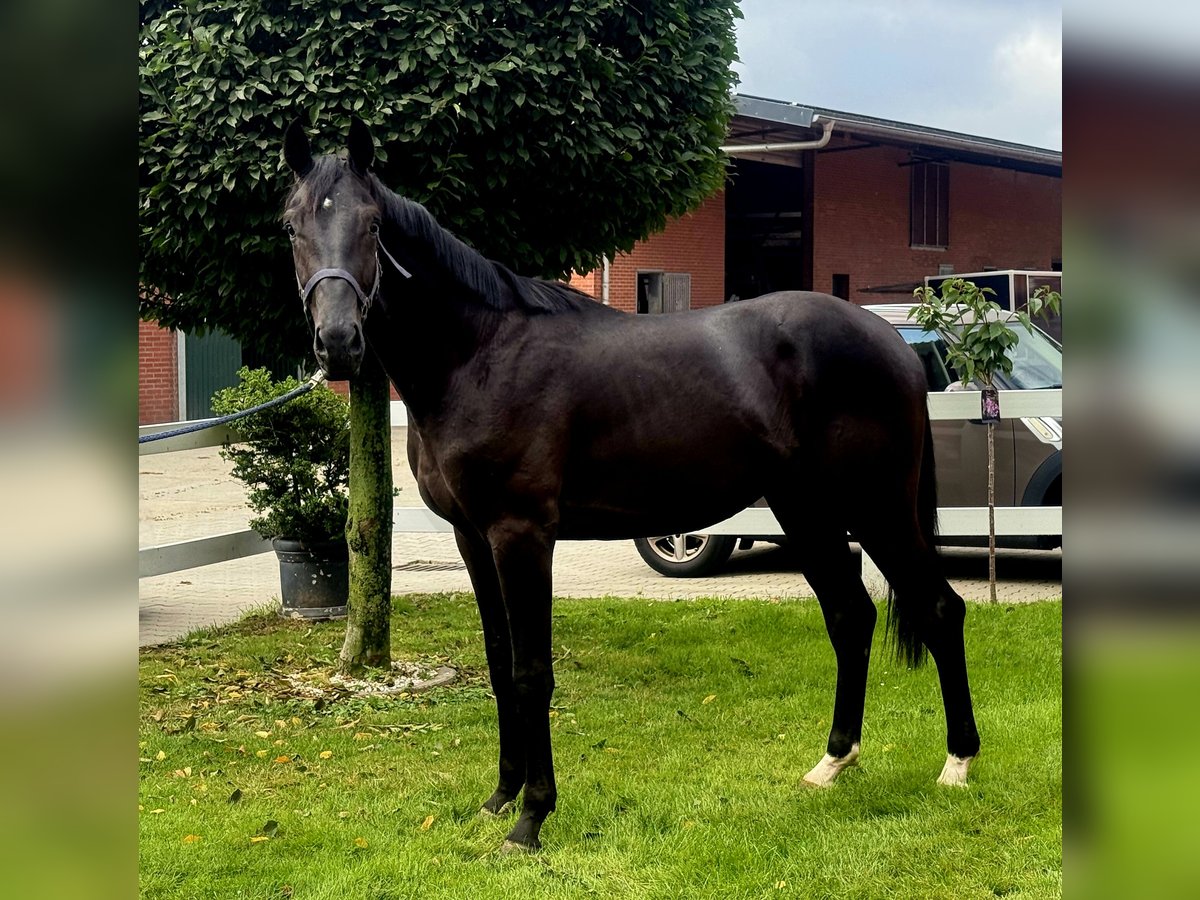 Hanoverian Stallion 2 years 16,3 hh Black in Vechta