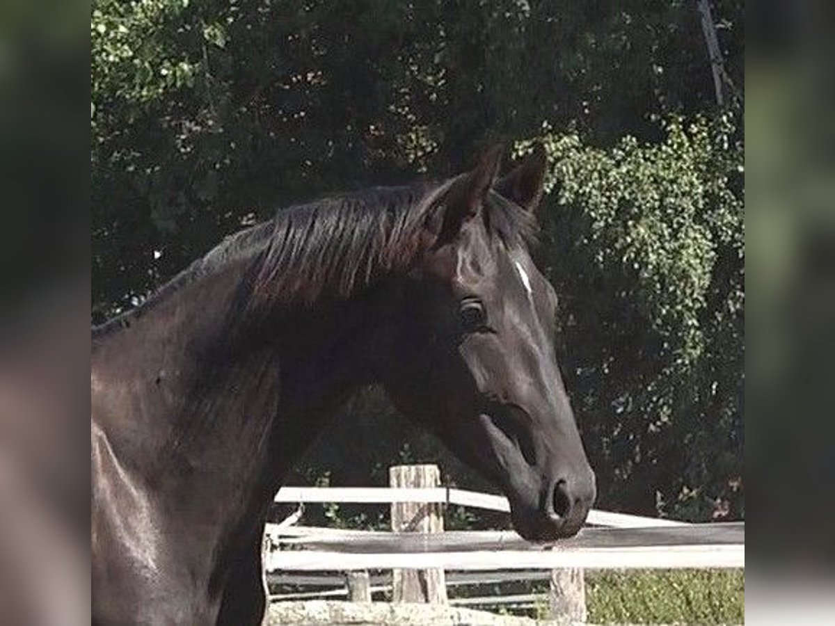 Hanoverian Stallion 2 years 16,3 hh Black in Ratekau