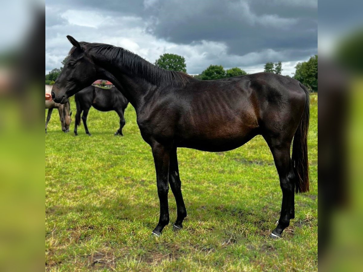 Hanoverian Stallion 2 years 16,3 hh Smoky-Black in Gro&#xDF;heide
