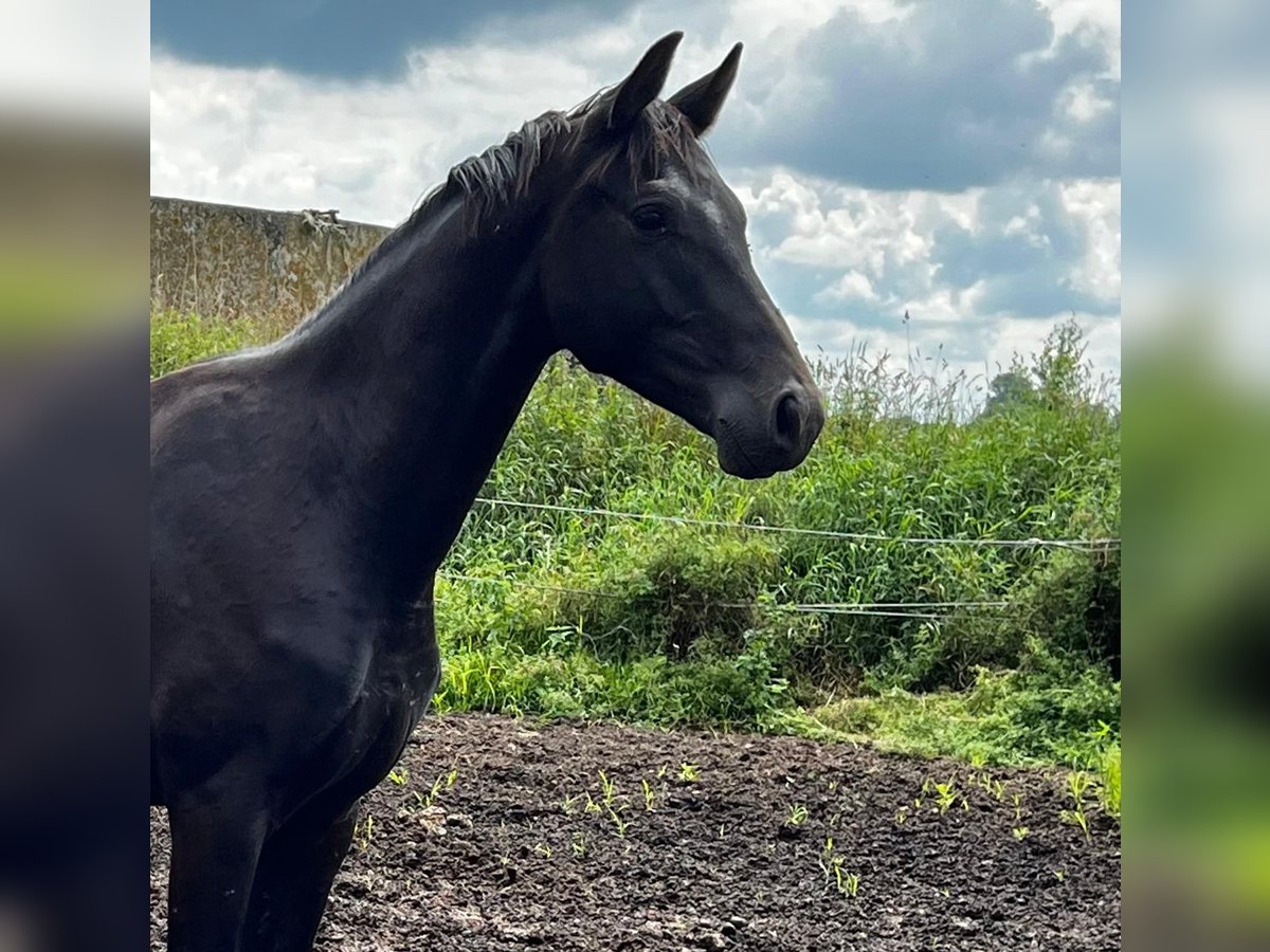Hanoverian Stallion 2 years 17 hh Black in Gro&#xDF;heide Berumerfehn
