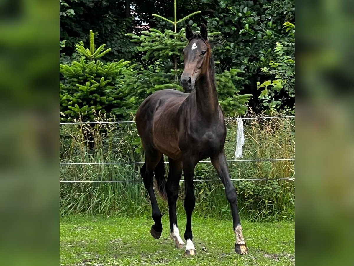 Hanoverian Stallion 2 years 17,1 hh Bay-Dark in Gro&#xDF;heide Berumerfehn