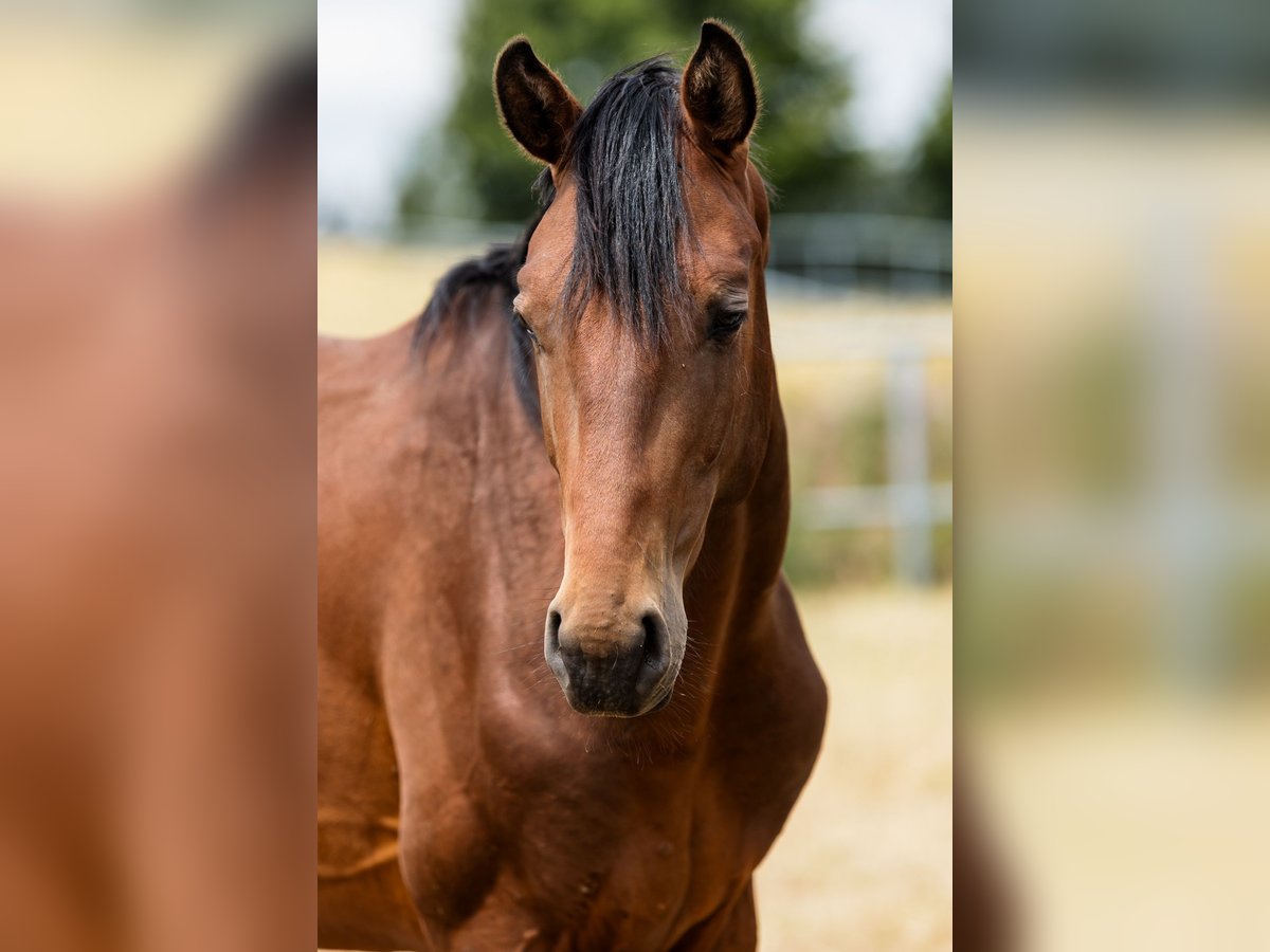 Hanoverian Stallion 2 years Bay in Duszniki