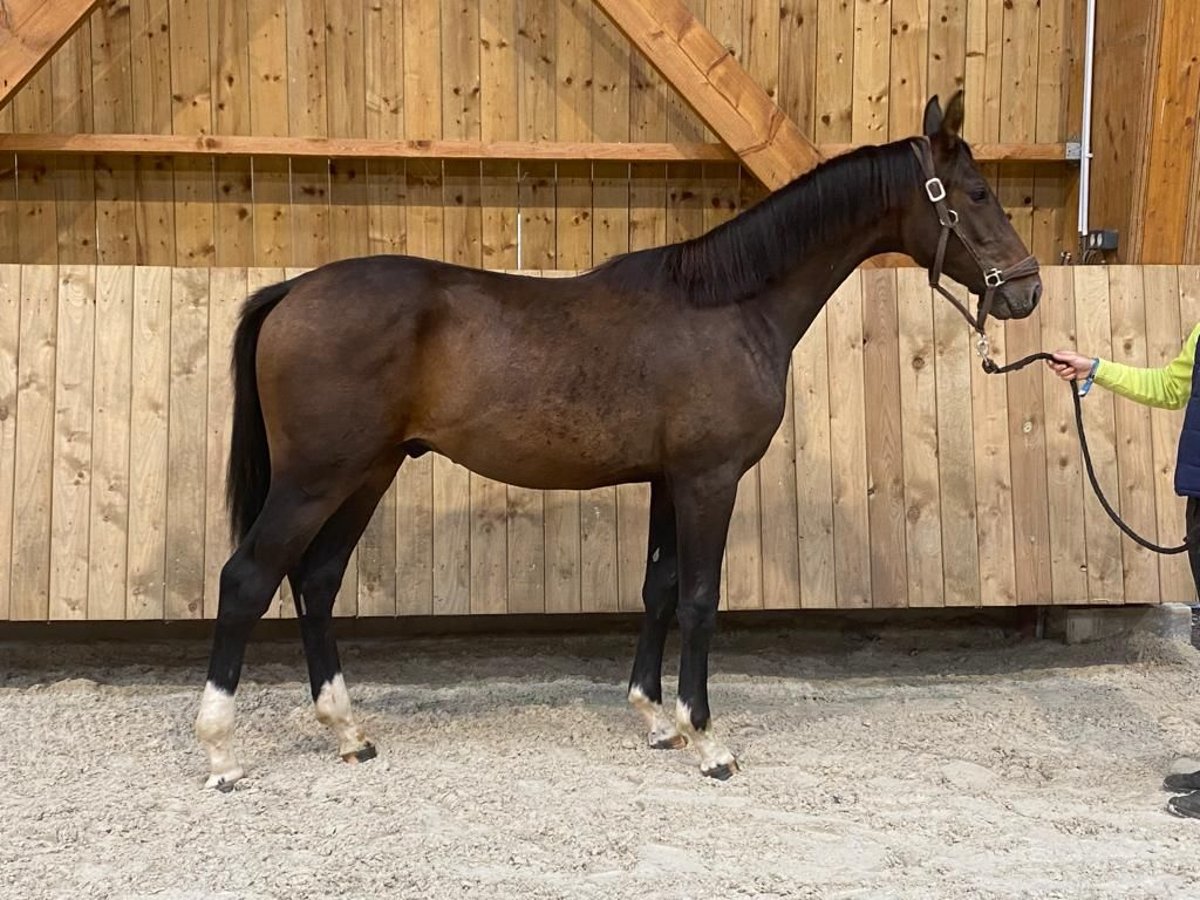 Hanoverian Stallion 2 years Bay in La Roche en Ardenne