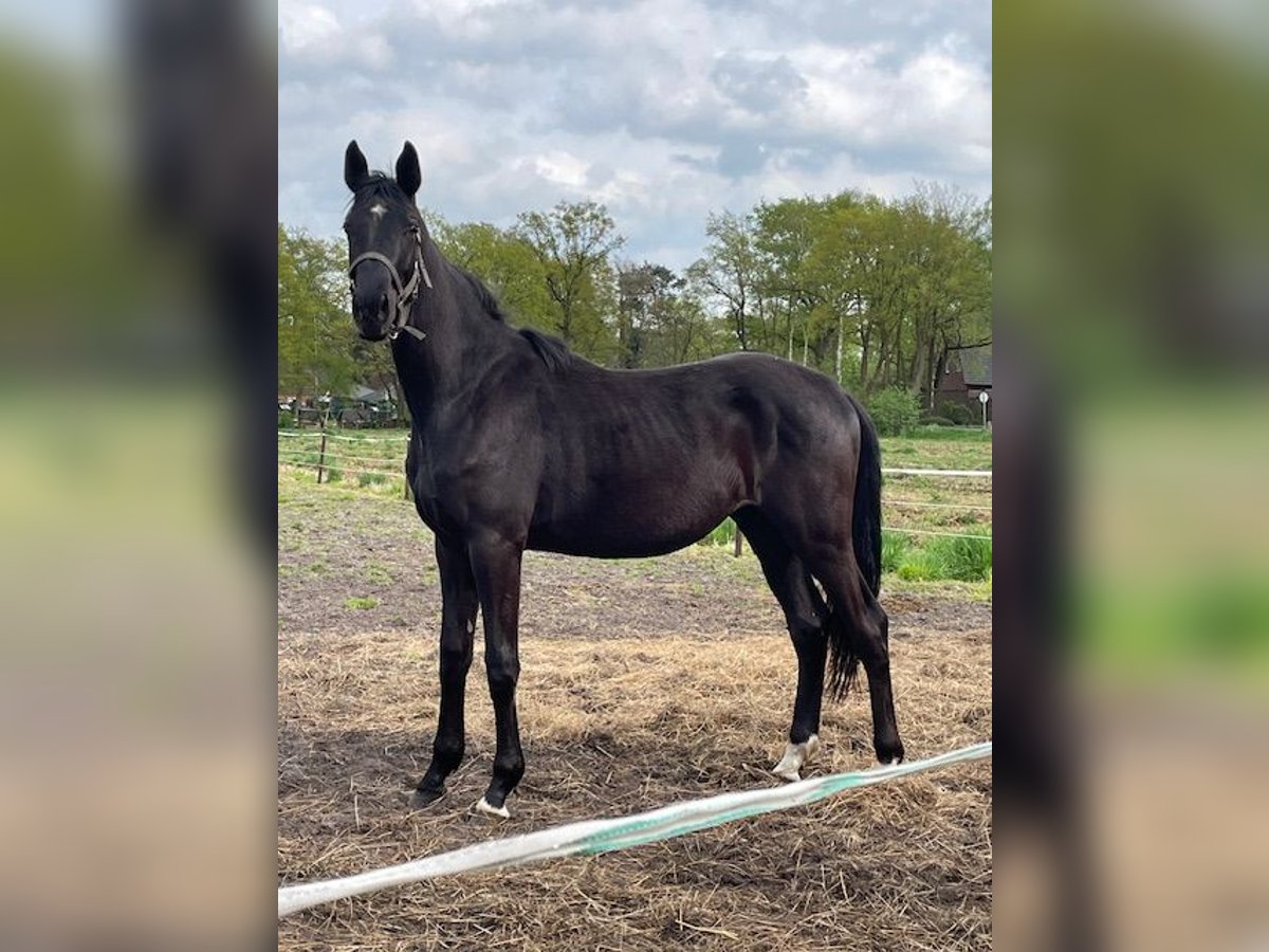 Hanoverian Stallion 2 years Black in Lilienthal