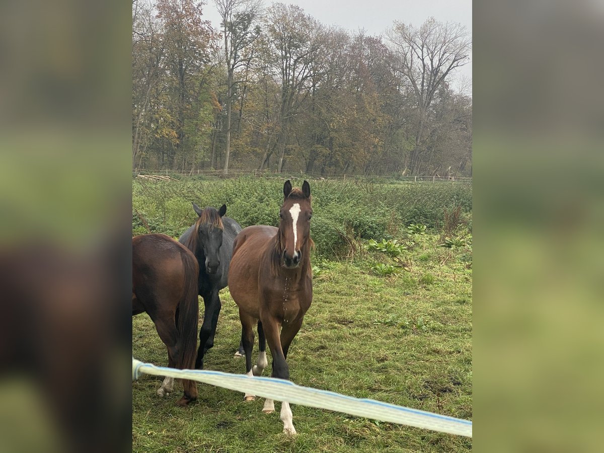 Hanoverian Stallion 2 years Brown in Egling