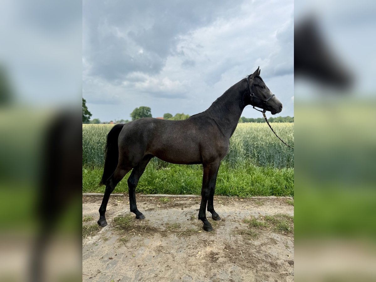 Hanoverian Stallion 2 years Can be white in Coesfeld