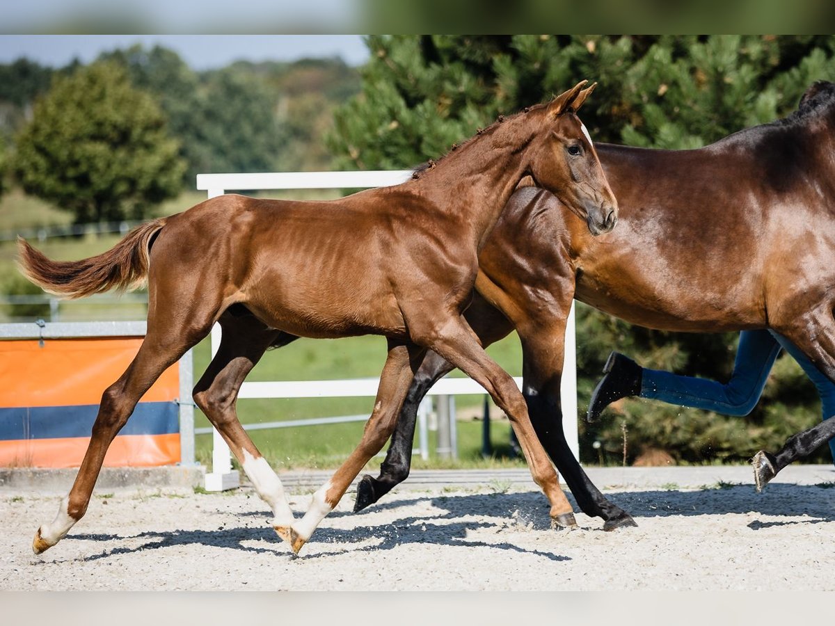 Hanoverian Stallion 2 years Chestnut in Duszniki