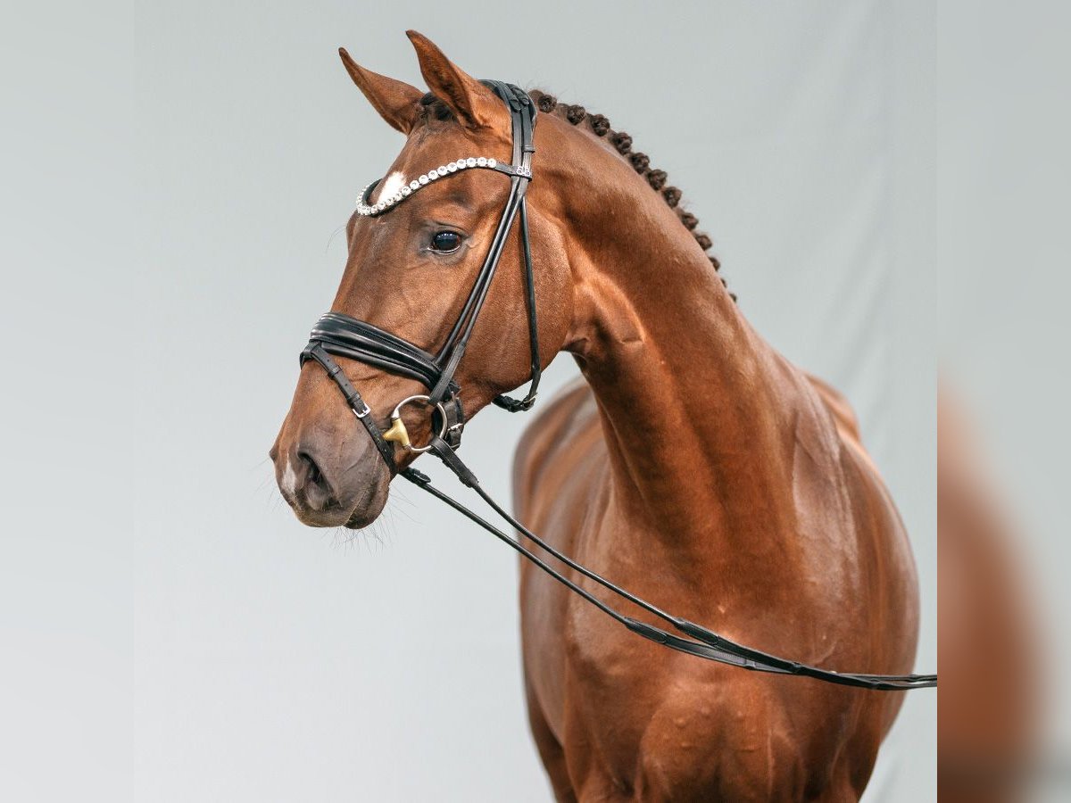 Hanoverian Stallion 2 years Chestnut in Münster-Handorf