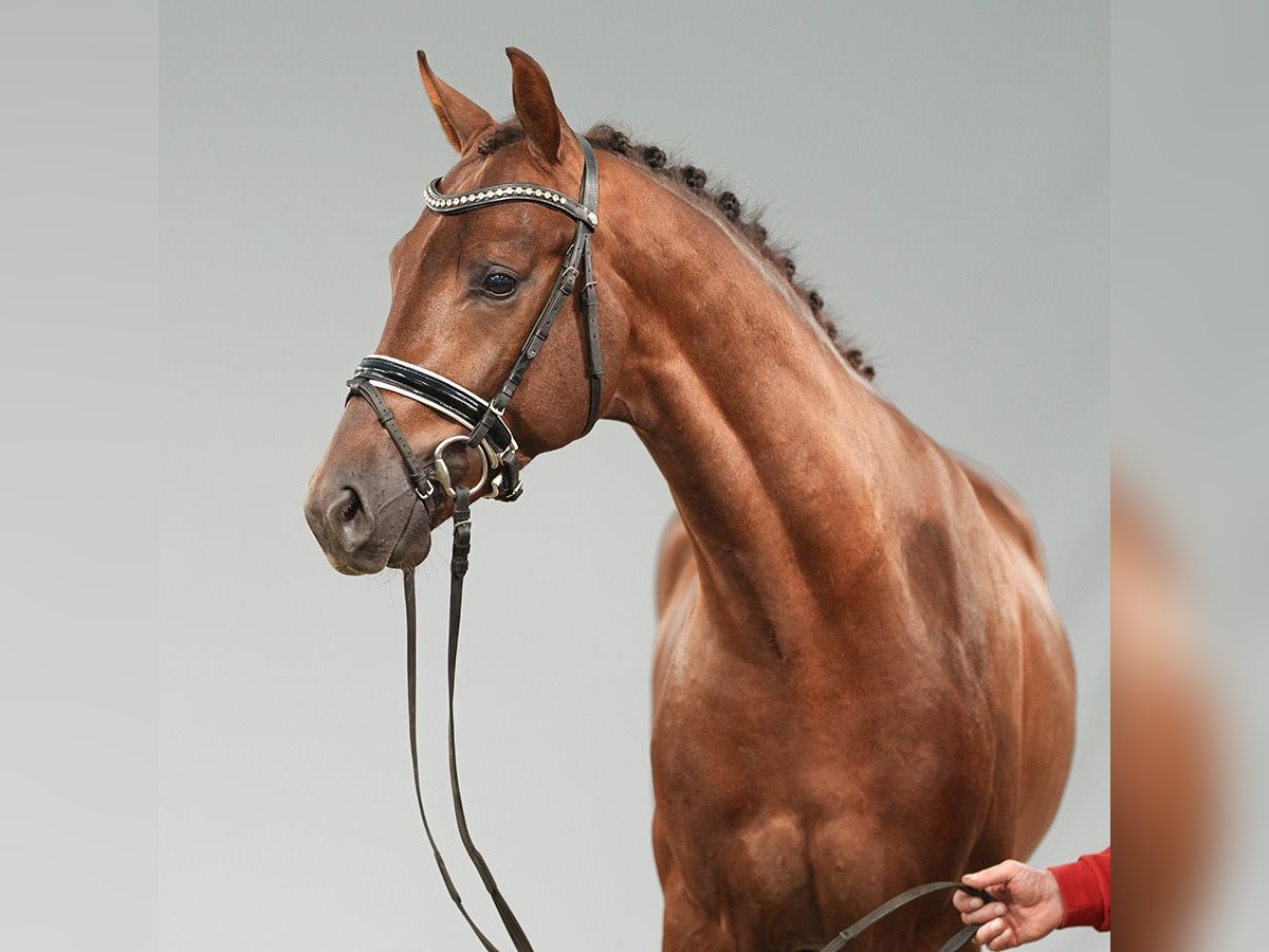 Hanoverian Stallion 2 years Chestnut in Münster-Handorf