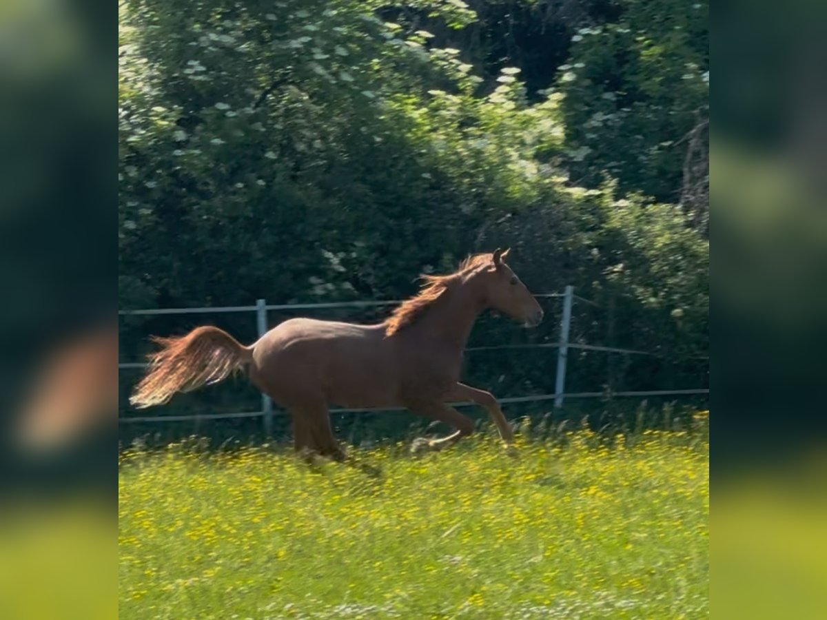 Hanoverian Stallion 2 years Chestnut-Red in Hahn am See