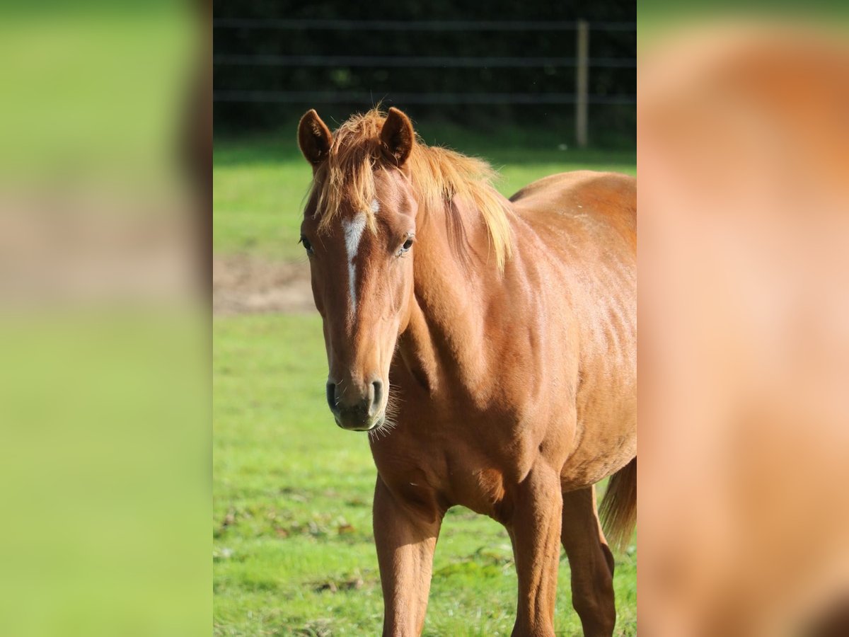 Hanoverian Stallion 2 years Chestnut-Red in Glandorf