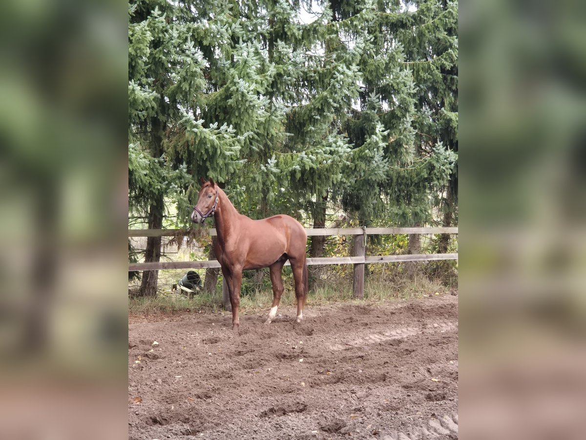 Hanoverian Stallion 2 years Chestnut-Red in Oerel