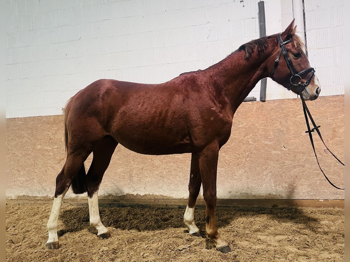 Hanoverian Stallion 3 years 15,2 hh Chestnut-Red in Friedland