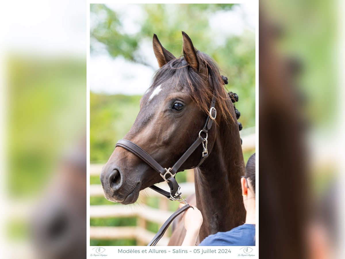 Hanoverian Stallion 3 years 15,2 hh Smoky-Black in Elevage des Baïsses
