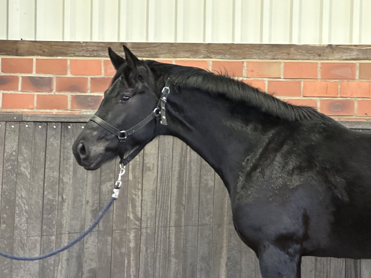 Hanoverian Stallion 3 years 16,1 hh Black in Wettrup