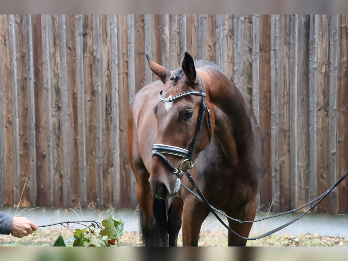 Hanoverian Stallion 3 years 16,1 hh Brown in Celle