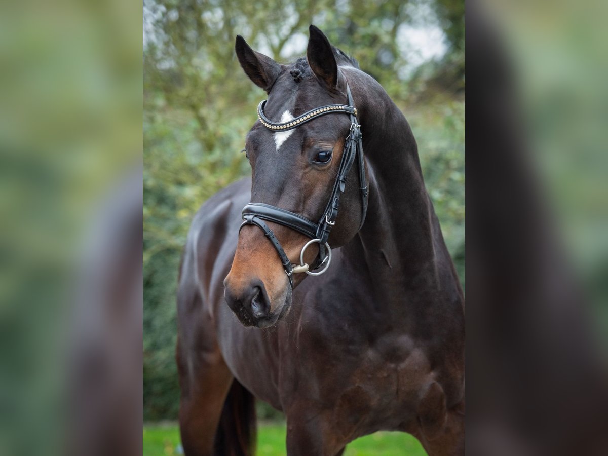 Hanoverian Stallion 3 years 16,1 hh Brown in Ostercappeln