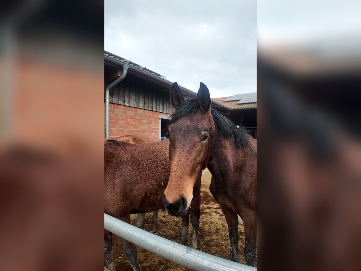 Hanoverian Stallion 3 years 16,1 hh Brown in Dorsten