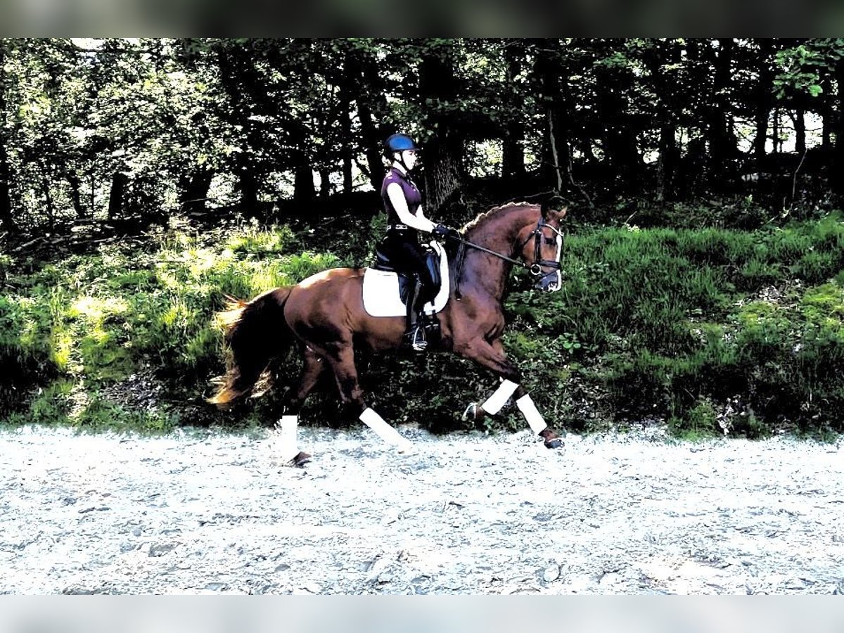 Hanoverian Stallion 3 years 16,1 hh Chestnut-Red in Wetter (Ruhr)