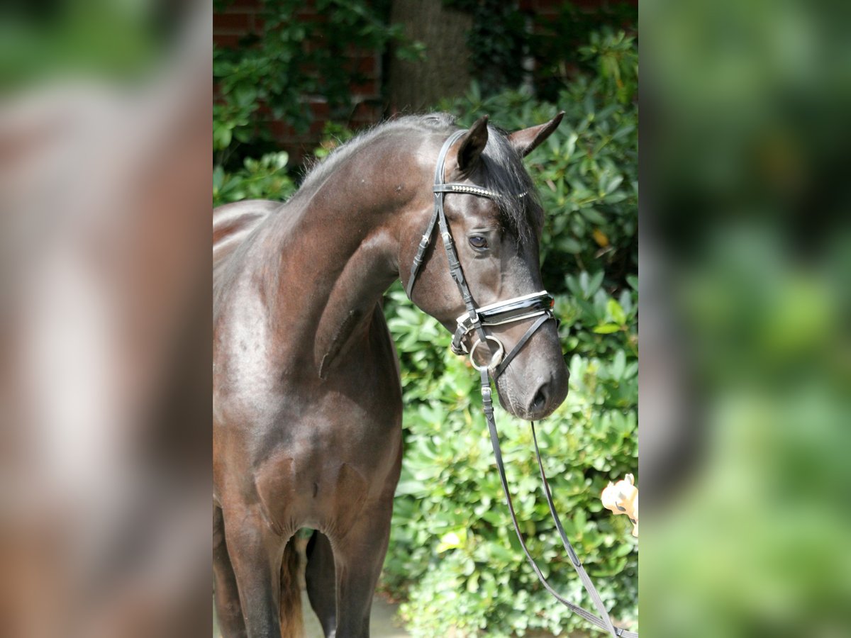 Hanoverian Stallion 3 years 16,2 hh Black in Kutenholz