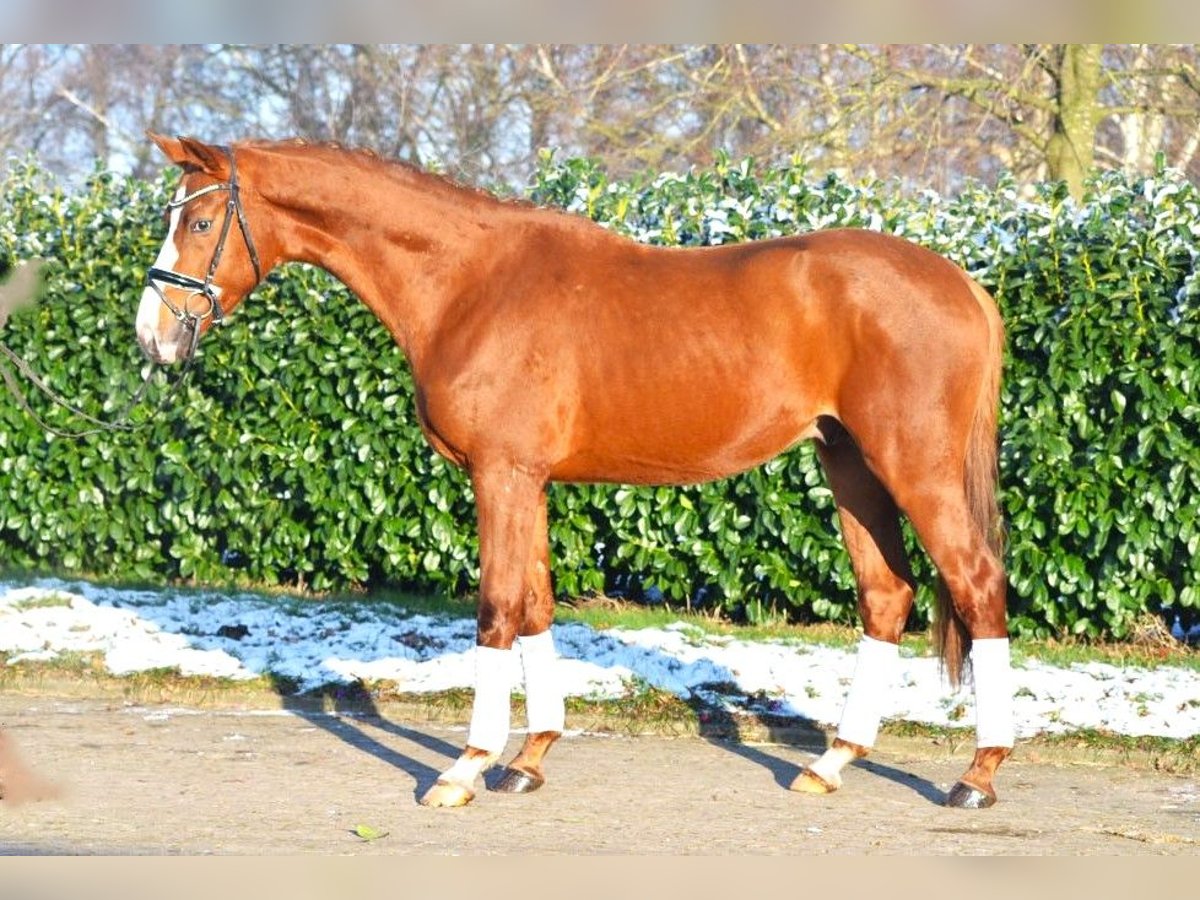 Hanoverian Stallion 3 years 16,2 hh Chestnut in Selsingen