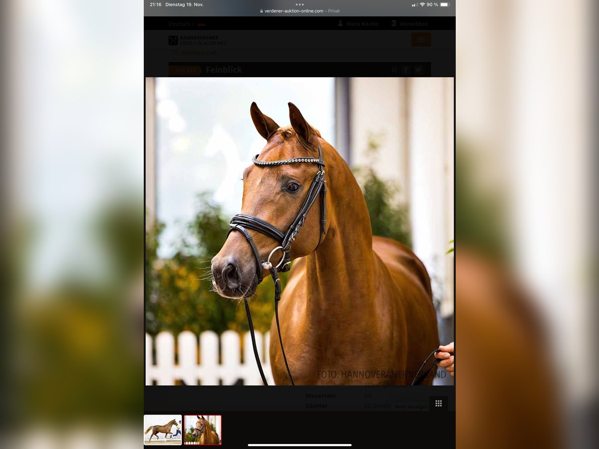 Hanoverian Stallion 3 years 16,2 hh Chestnut in Lentf&#xF6;hrden