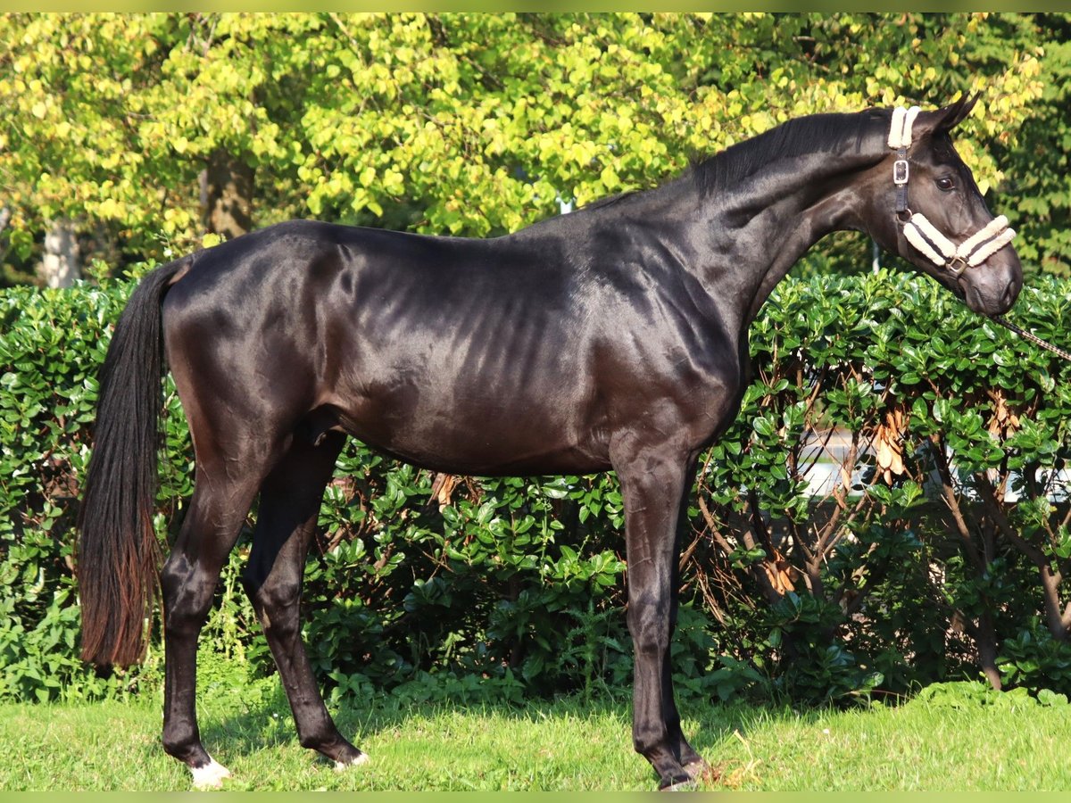 Hanoverian Stallion 3 years 16,2 hh in Selsingen