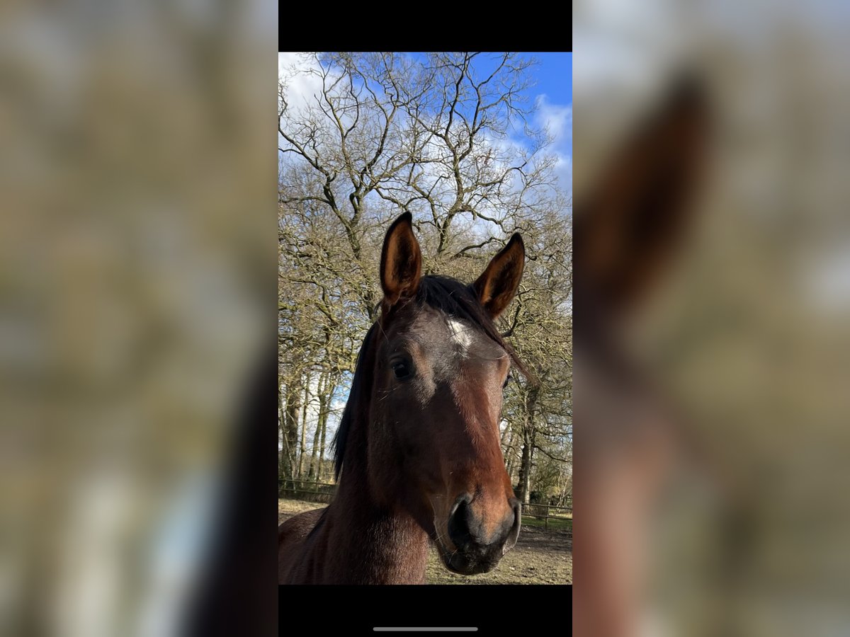 Hanoverian Stallion 3 years 16,3 hh Bay-Dark in Worpswede