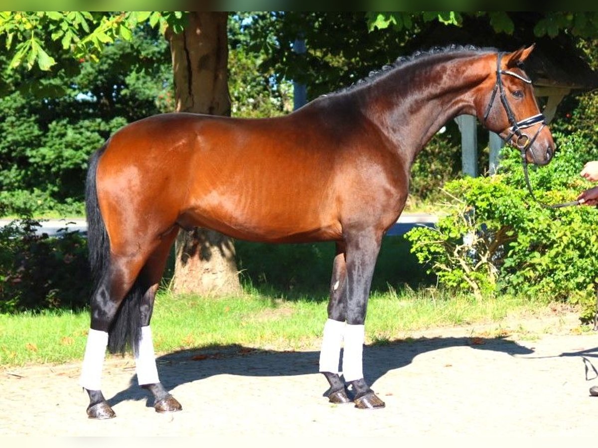 Hanoverian Stallion 3 years 16,3 hh Brown in Selsingen