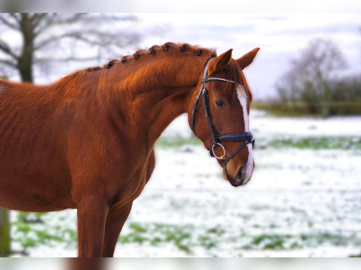 Hanoverian Stallion 3 years 16 hh Chestnut-Red in Nauen