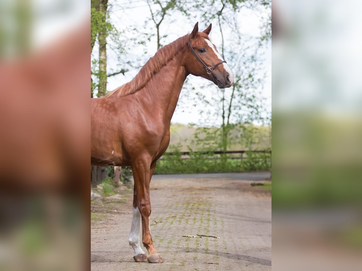 Hanoverian Stallion 3 years 16 hh Chestnut-Red in Geestland