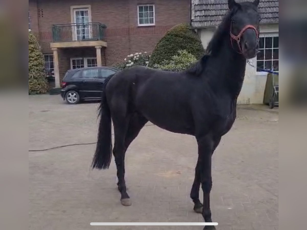 Hanoverian Stallion 3 years 16,1 hh Black in 22100 Hanoverian Stallion 3 years 16,1 hh Black in 22100