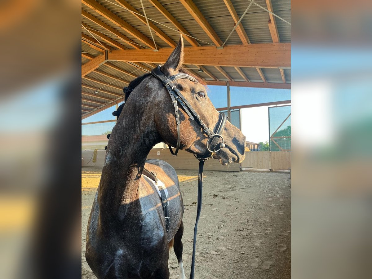 Hanoverian Stallion 3 years 16,1 hh Gray-Dapple in Gro&#xDF;heide Berumerfehn