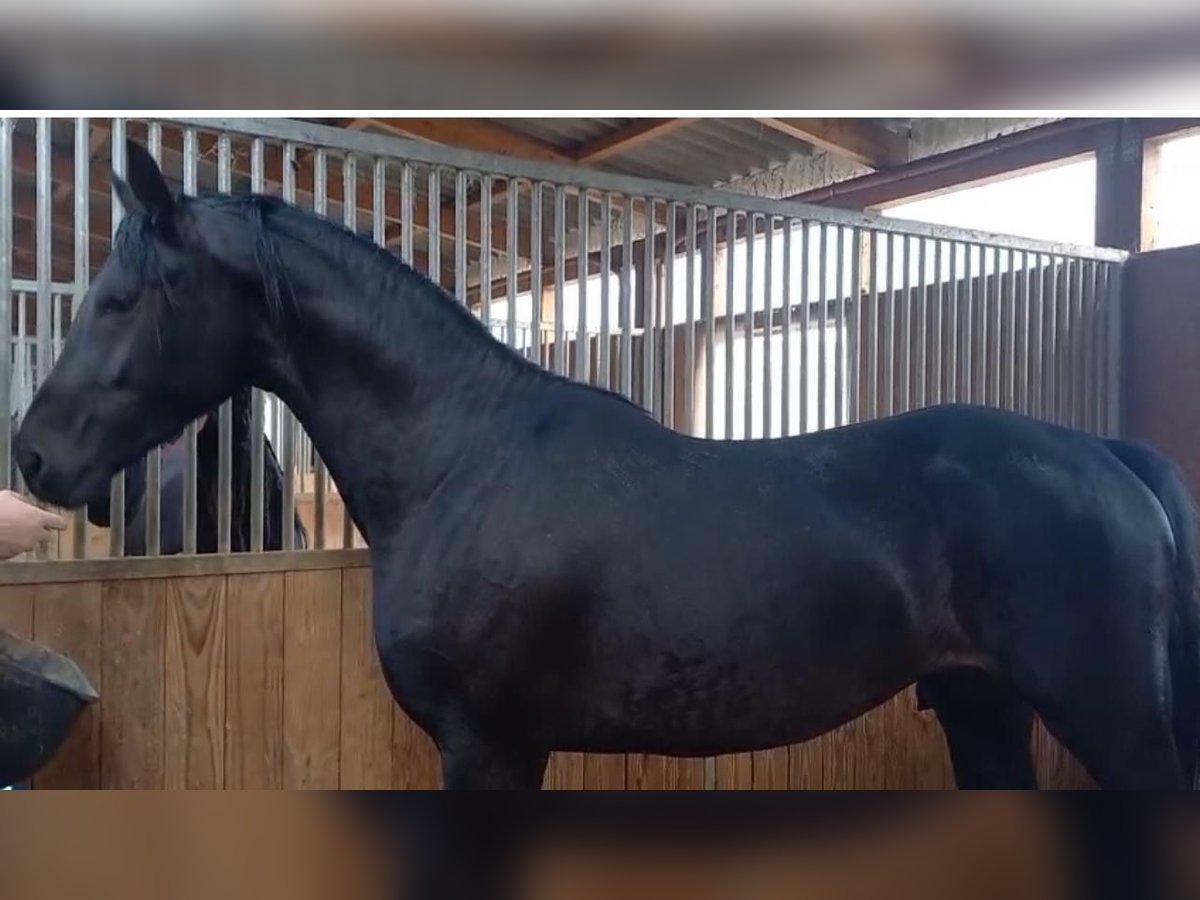 Hanoverian Stallion 3 years 16,2 hh Black in Gro&#xDF;heide Berumerfehn