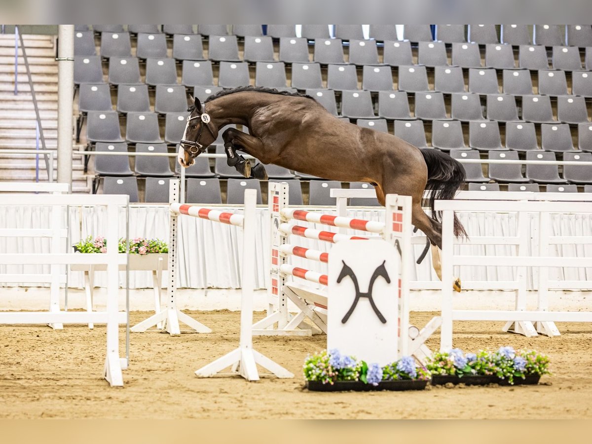 Hanoverian Stallion 3 years Bay-Dark in Salzhemmendorf