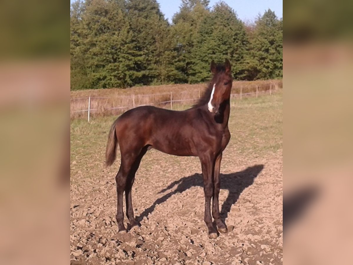 Hanoverian Stallion 3 years Bay-Dark in Łańcut