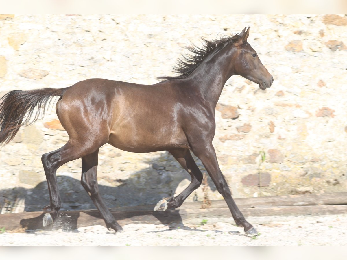 Hanoverian Stallion 3 years Smoky-Black in Elevage des Ba&#xEF;sses