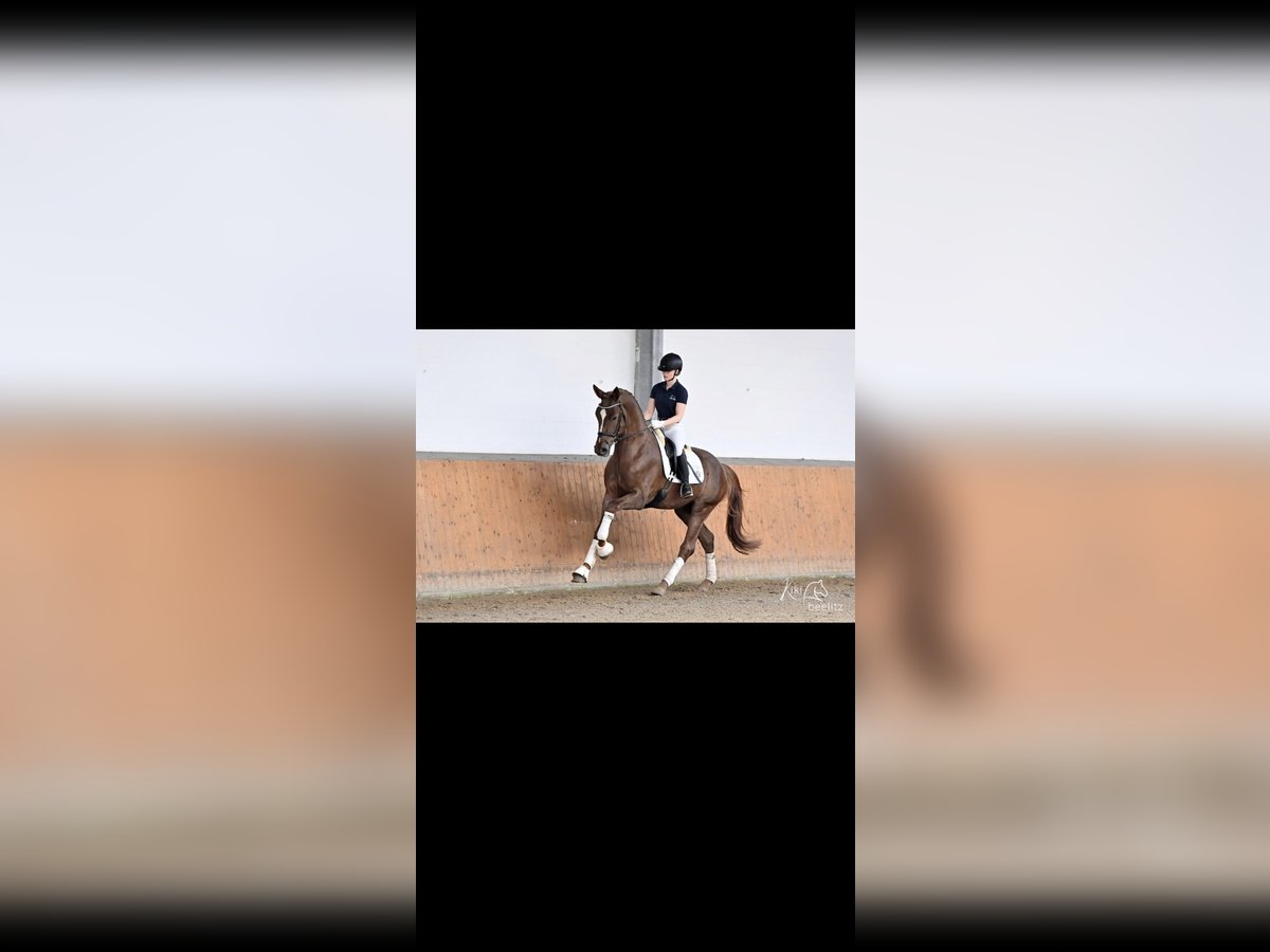 Hanoverian Stallion 4 years 16,2 hh Chestnut in Suhlendorf