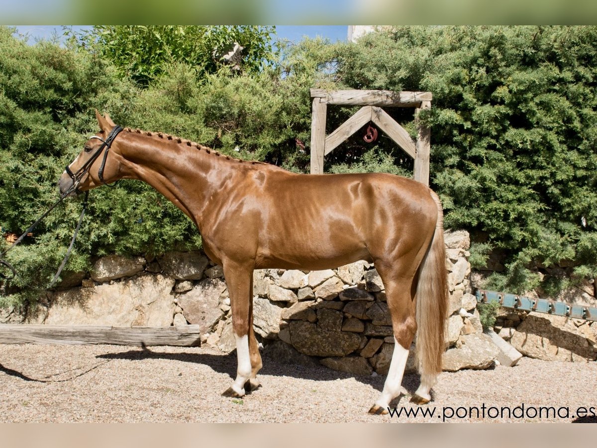 Hanoverian Stallion 4 years 16,2 hh Chestnut-Red in Espirdo